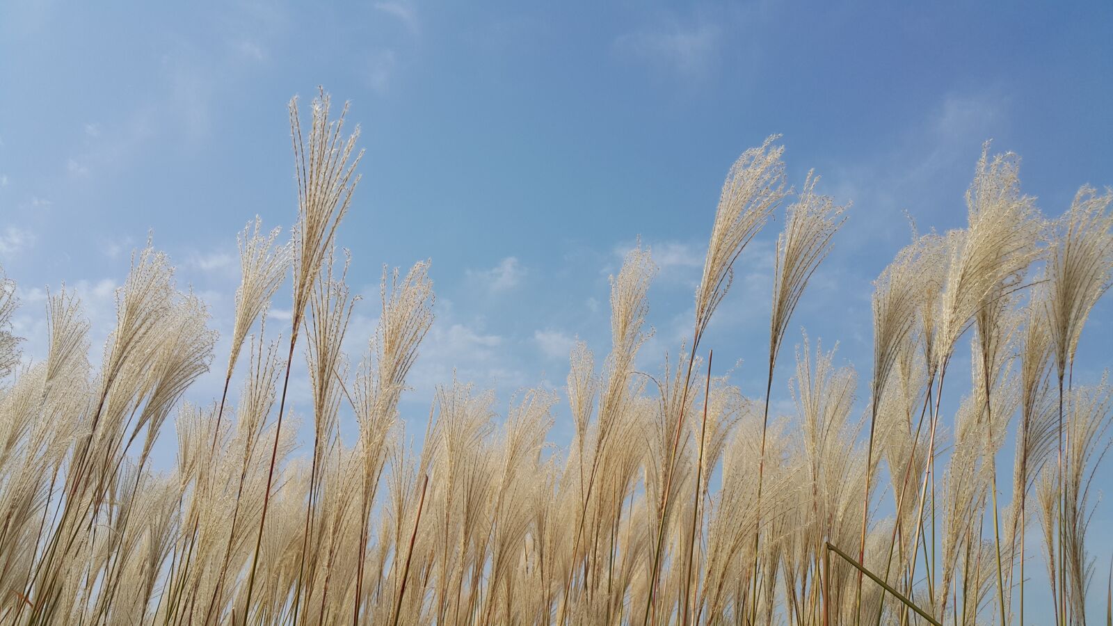 Samsung Galaxy Note4 sample photo. Reed, autumn, nature photography