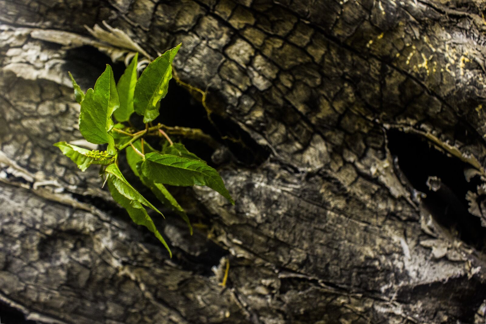 Canon EF-S 18-55mm F3.5-5.6 IS sample photo. Nature, bark, leaves photography