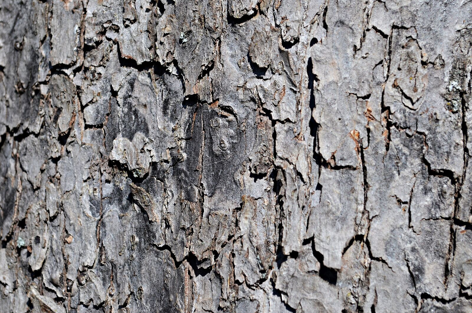 Nikon D5100 sample photo. Tree, the bark, trunk photography