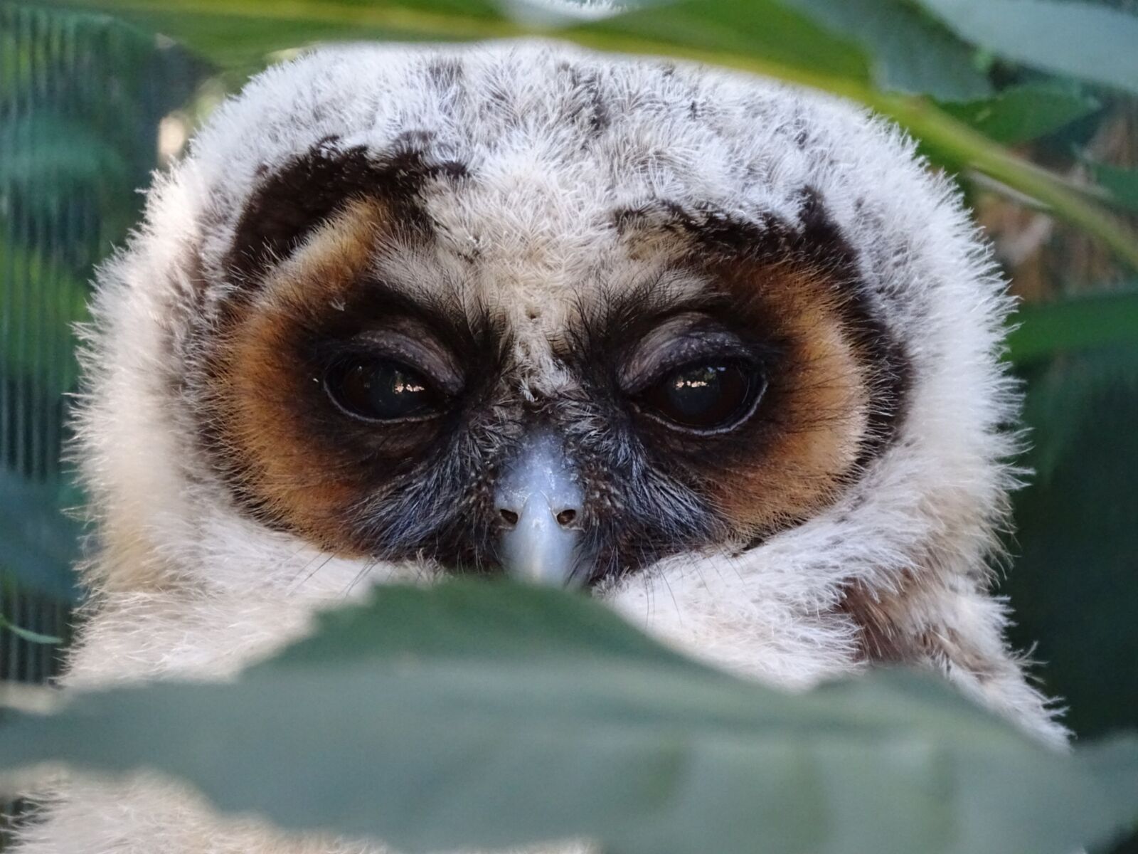 Sony Cyber-shot DSC-HX400V sample photo. Owl, animals, nature photography
