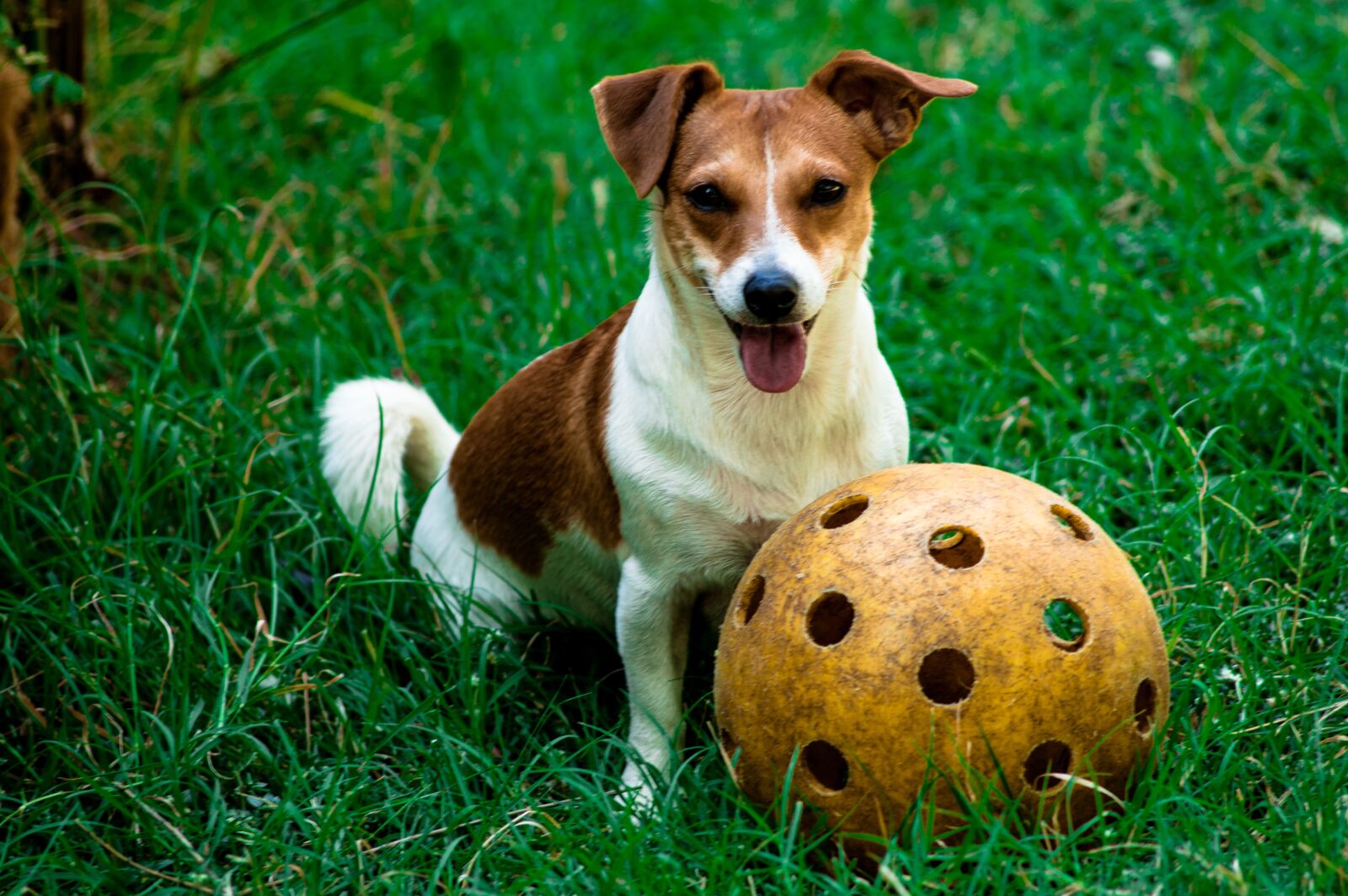 Nikon D3200 sample photo. Dog, jack, russell photography
