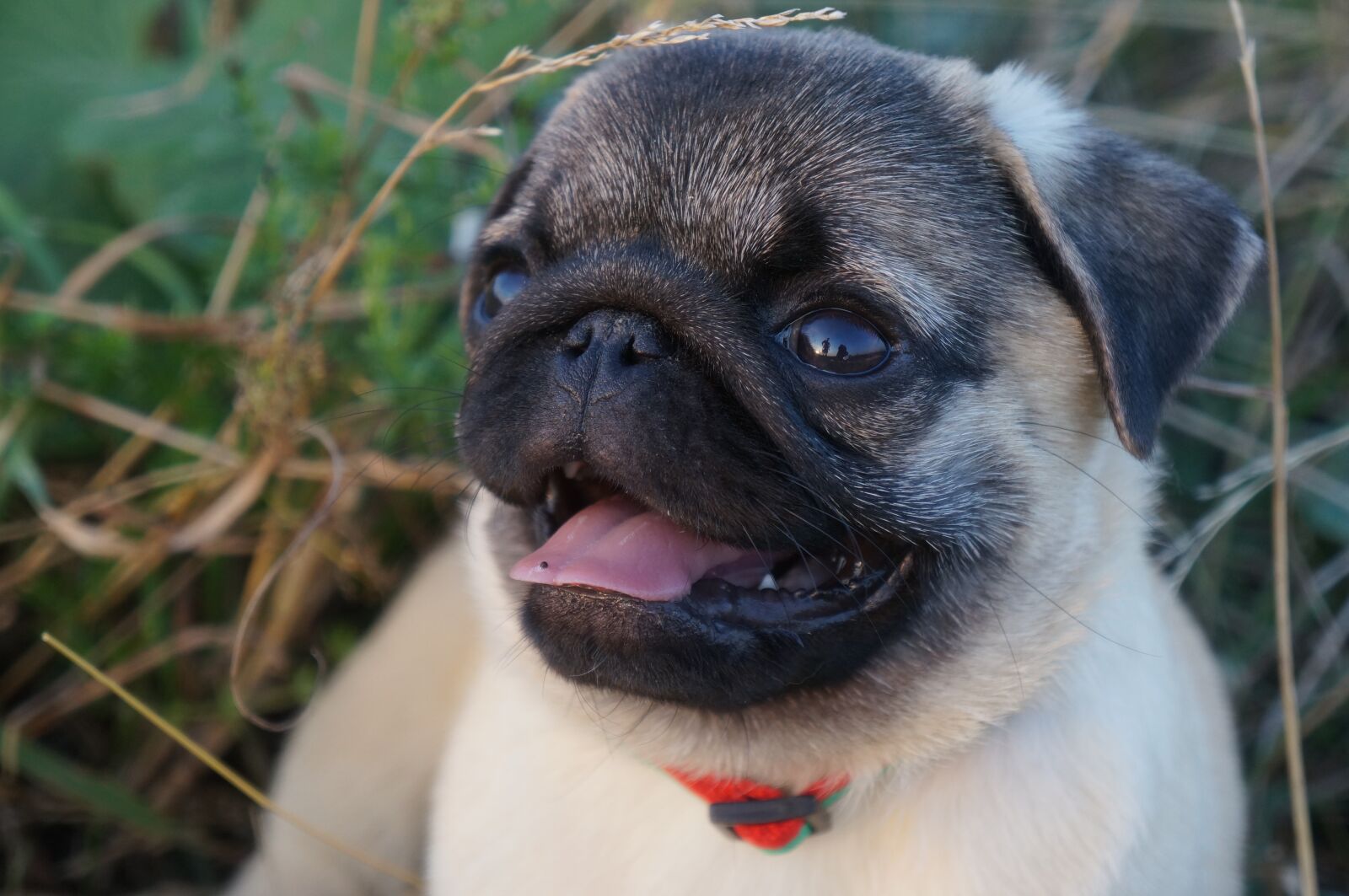Sony Alpha NEX-5R + Sony E 18-55mm F3.5-5.6 OSS sample photo. Pug, the pug, myfirstpug photography