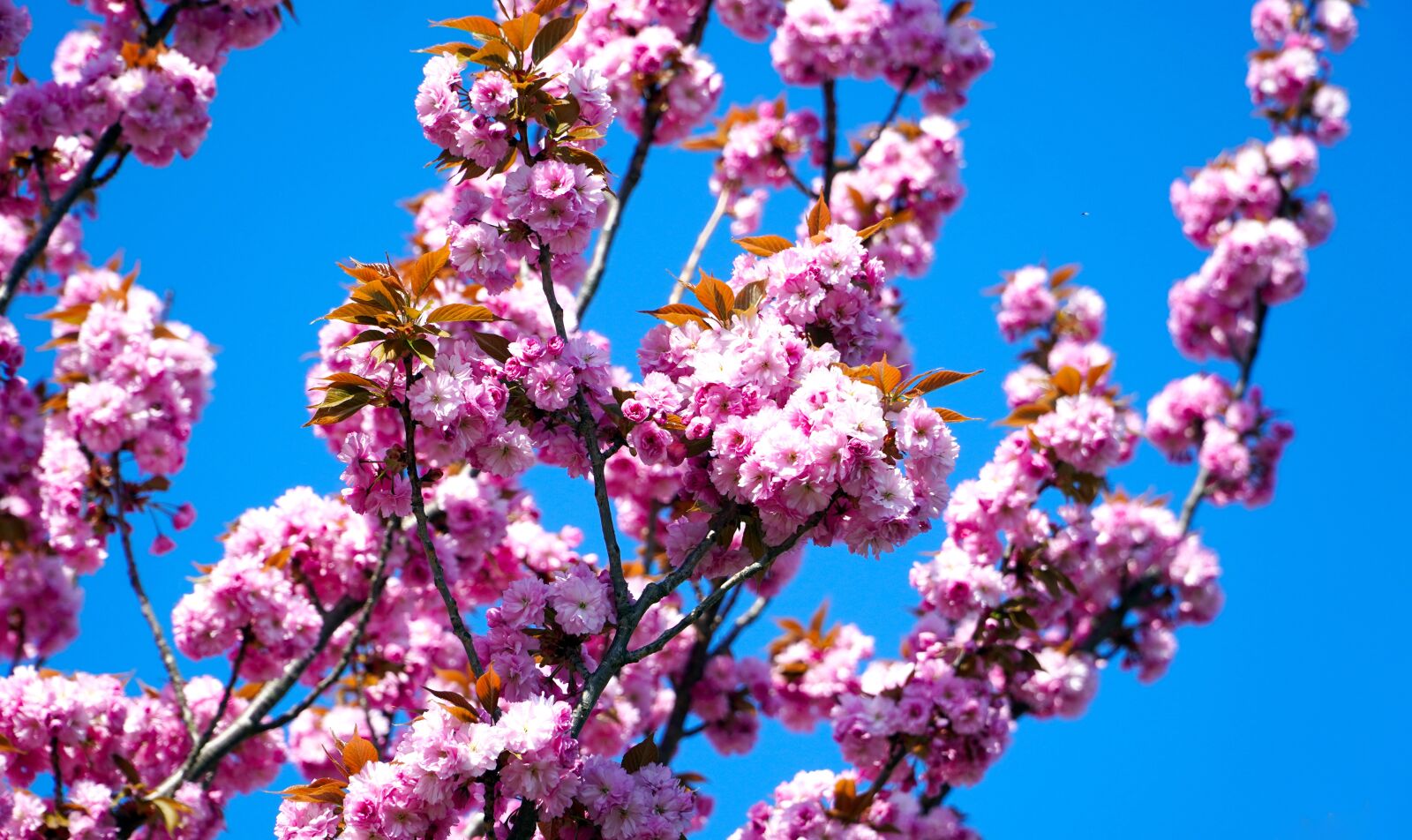 Sony E PZ 18-105mm F4 G OSS sample photo. Cherry blossom, blossom, bloom photography