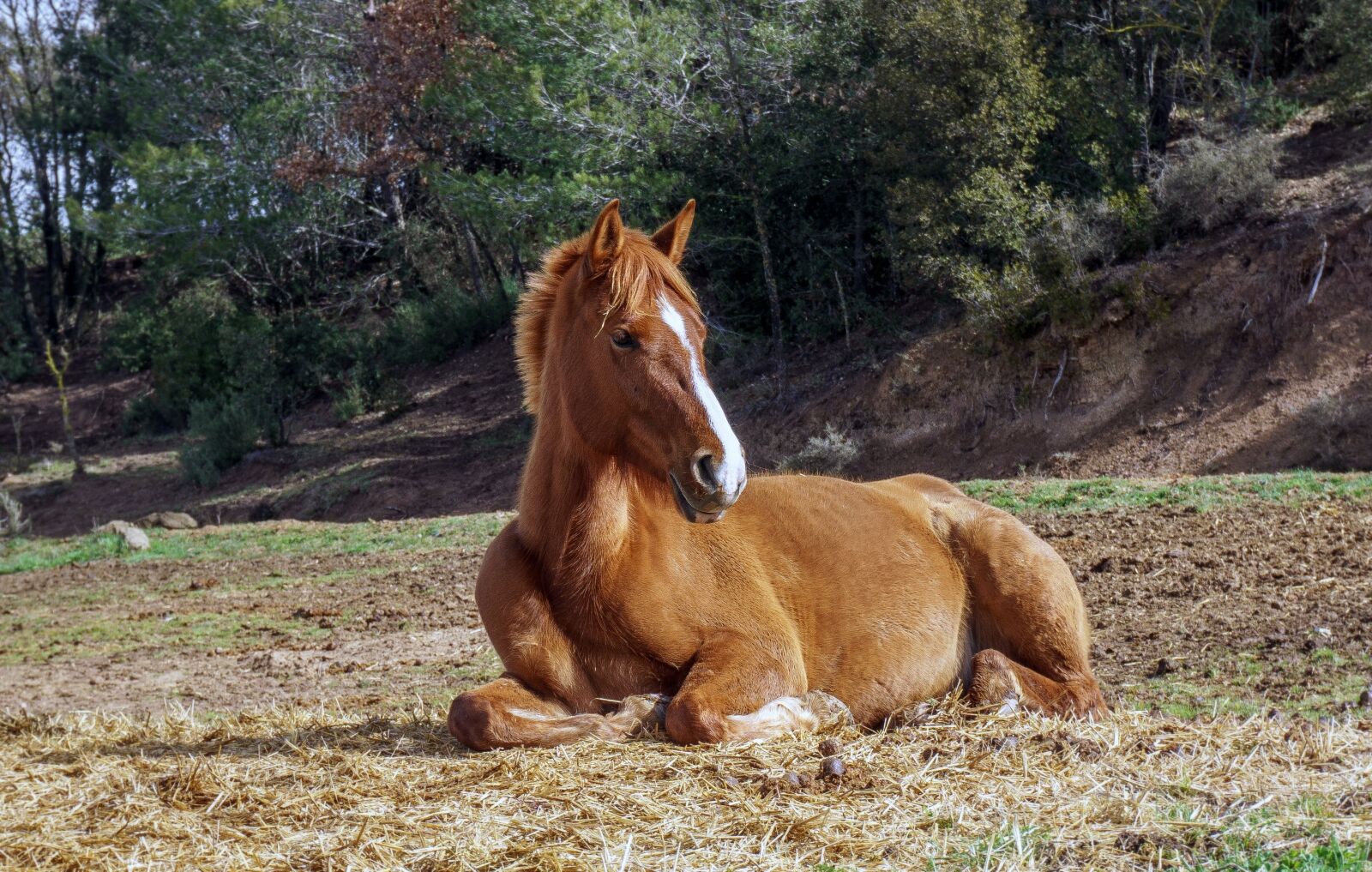 Sony E 16-50mm F3.5-5.6 PZ OSS sample photo. Horse, animalia, nature photography