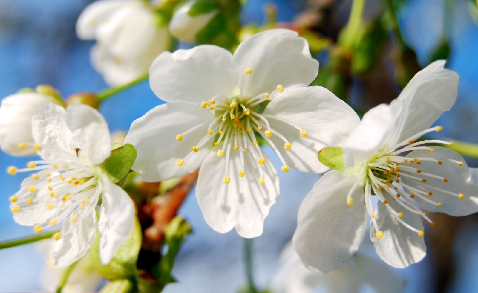 Nikon D60 sample photo. Spring, flowers, cherry blossoms photography