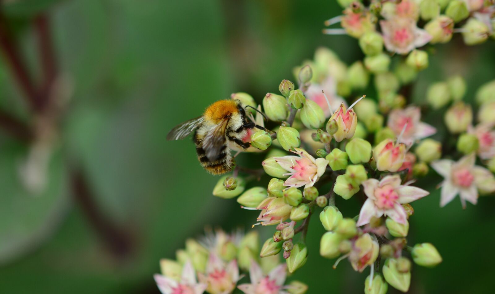 Nikon D5200 sample photo. Stonecrop, sedum, thick sheet photography