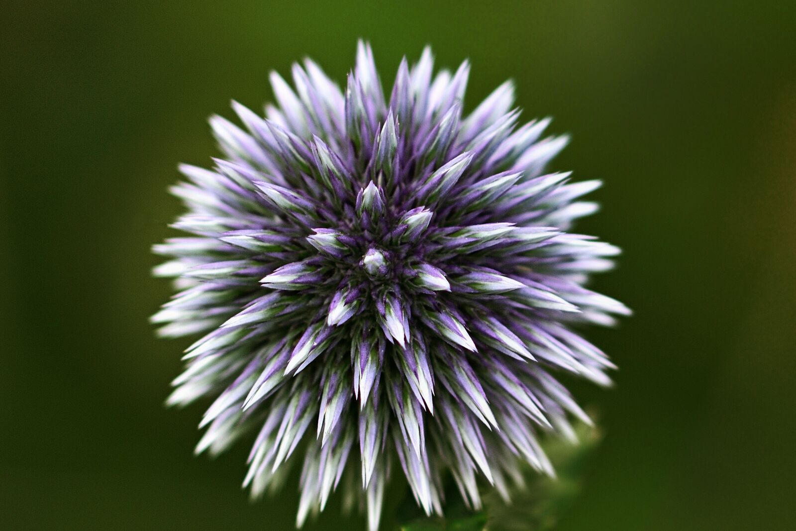 Nikon D5200 sample photo. Globe thistle, garden, blossom photography