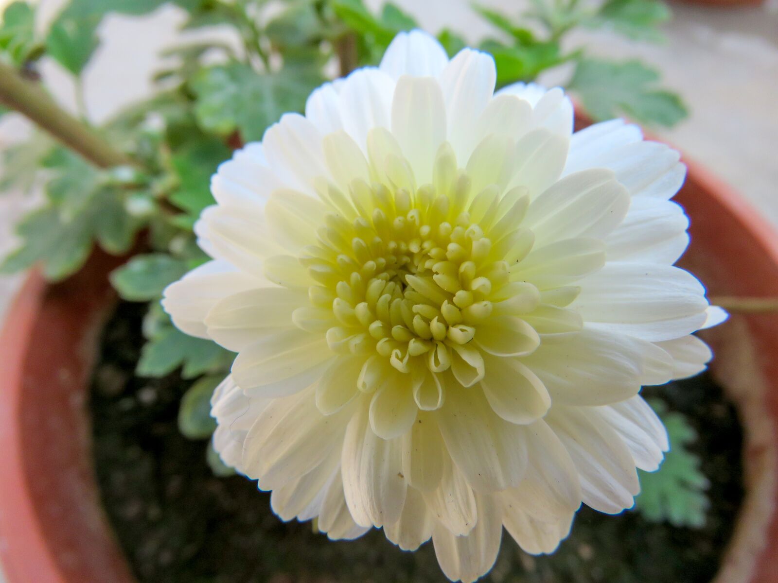Canon PowerShot SX60 HS sample photo. Closeup, brilliant white, white photography