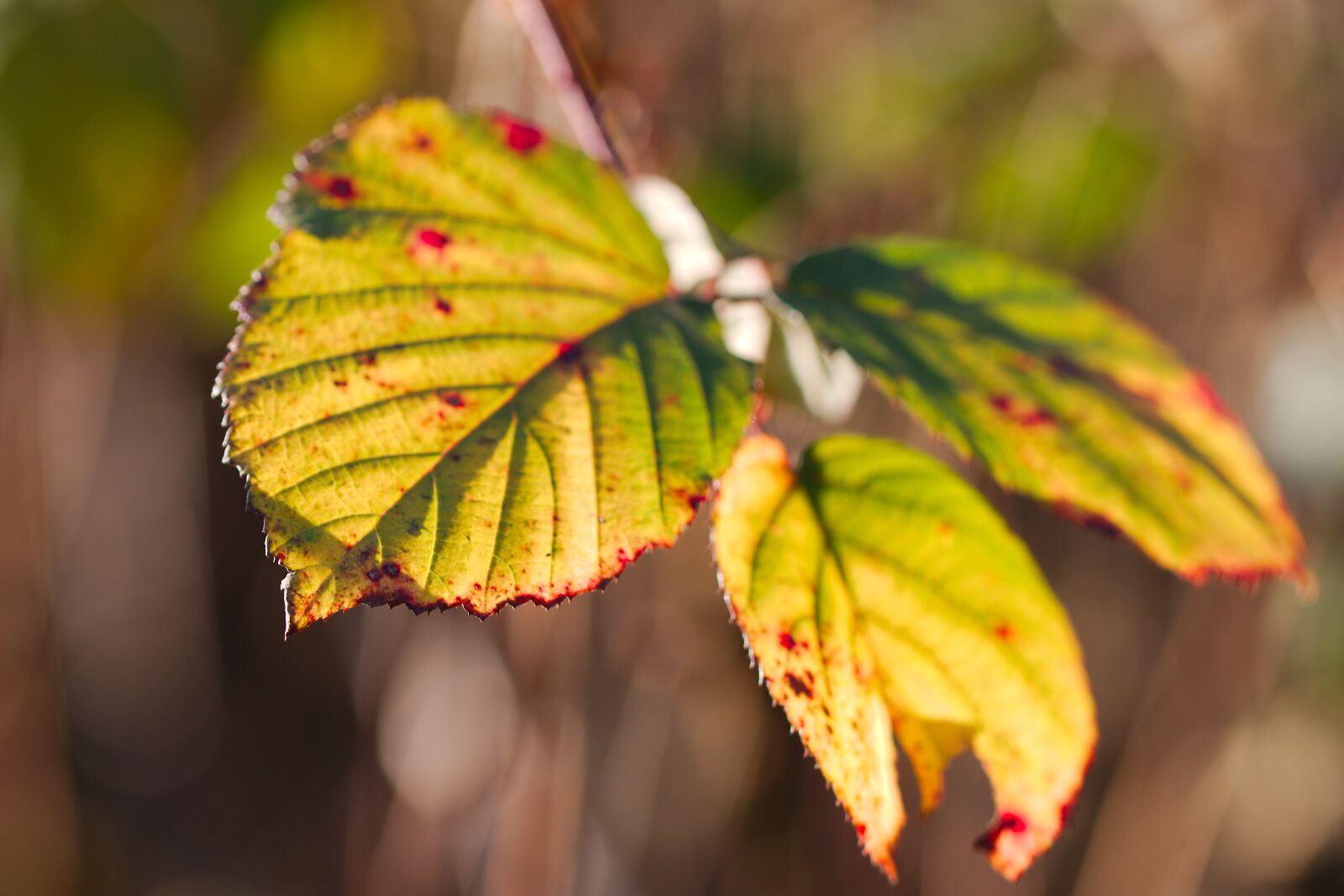 Canon EOS 70D sample photo. Leaf, nature, plant photography