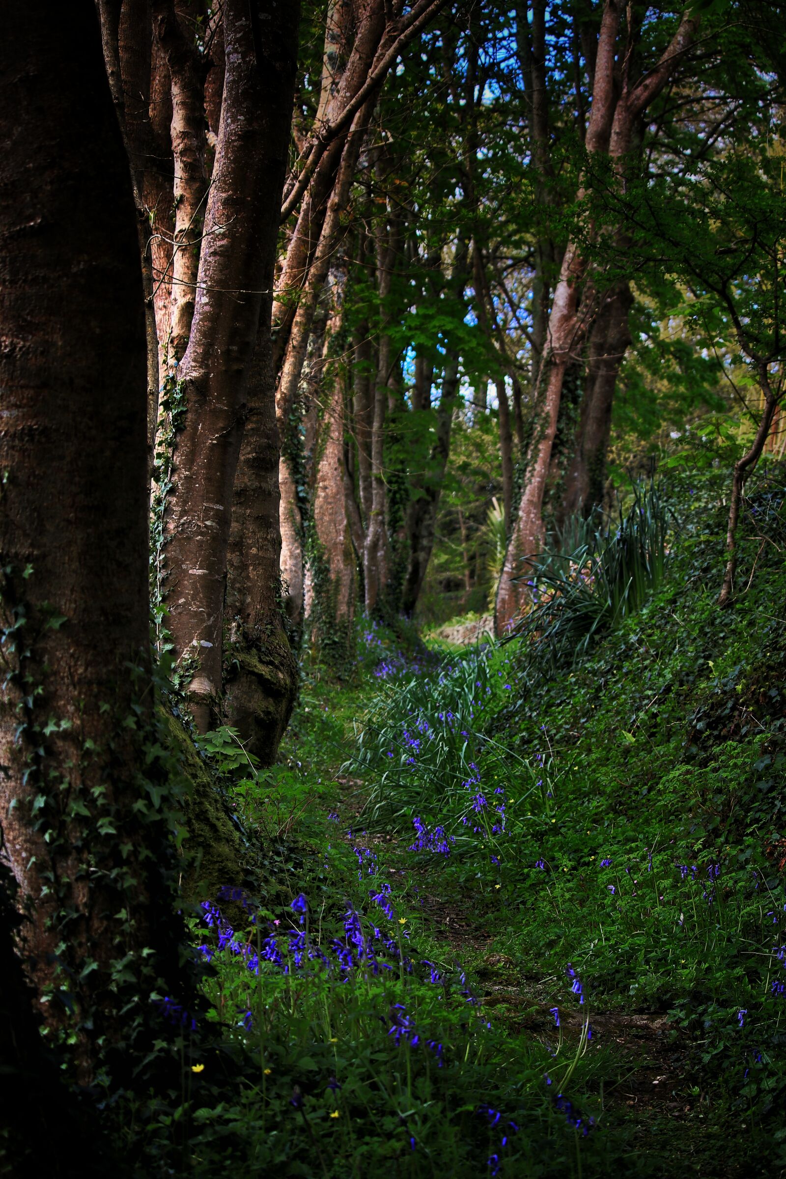 Canon EF-S 55-250mm F4-5.6 IS STM sample photo. Forest, flowers, nature photography