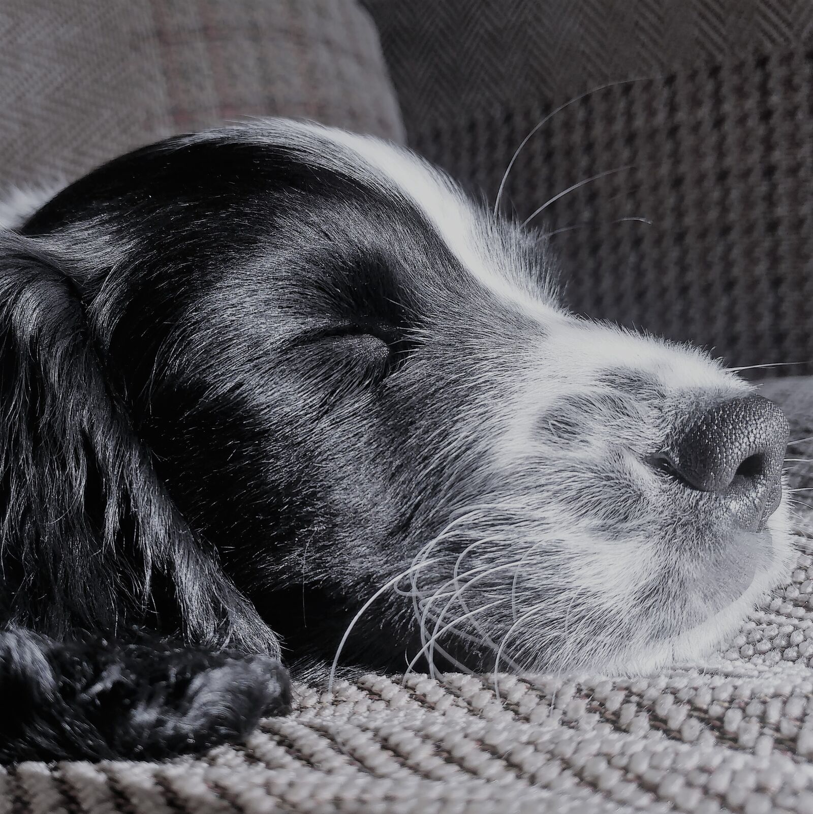 LG G5 sample photo. Cute, springer, spaniel photography