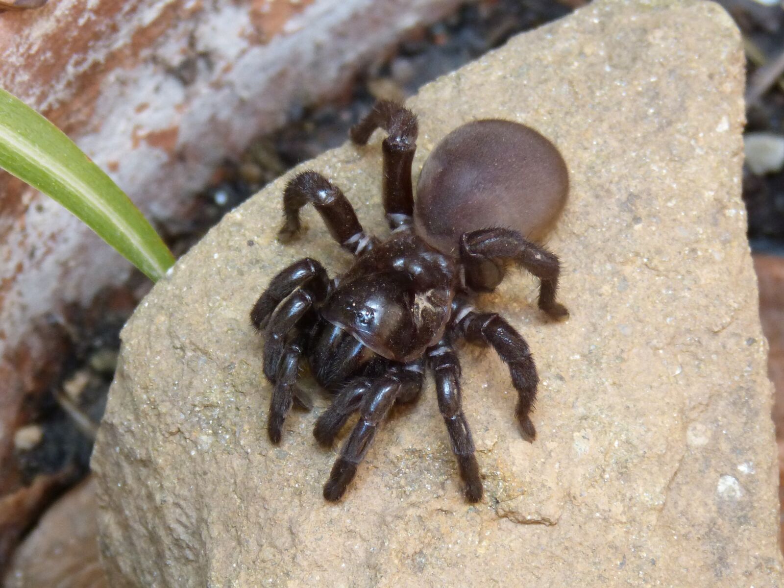 Panasonic DMC-FZ62 sample photo. Spider, tarantula, arachnid photography