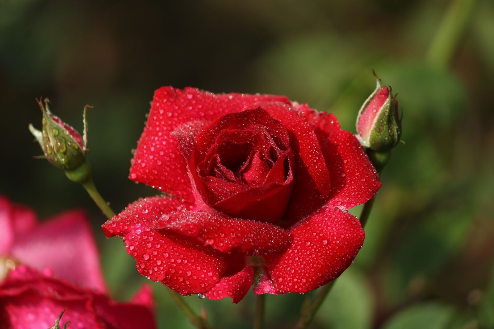 Canon EOS 1200D (EOS Rebel T5 / EOS Kiss X70 / EOS Hi) sample photo. Rose, flower, nature photography