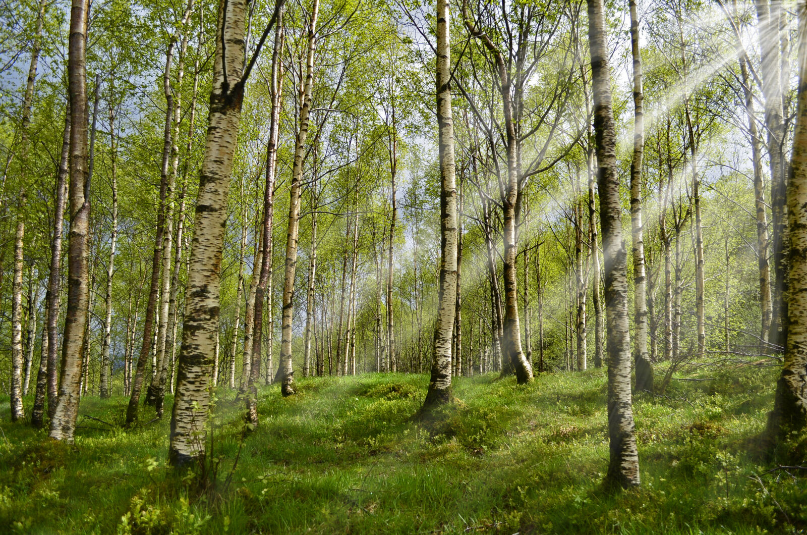 Nikon D5100 sample photo. Baum, baume, birken, blatter photography