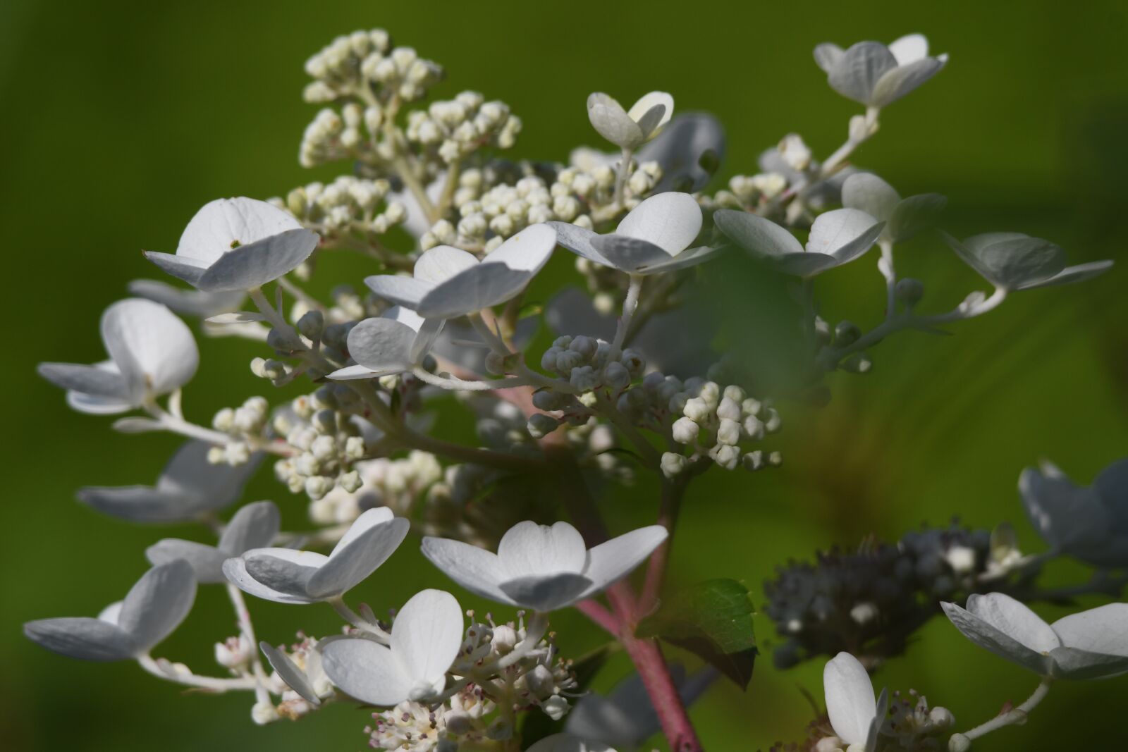 Nikon D500 sample photo. Flowers, petals, hydrangea photography