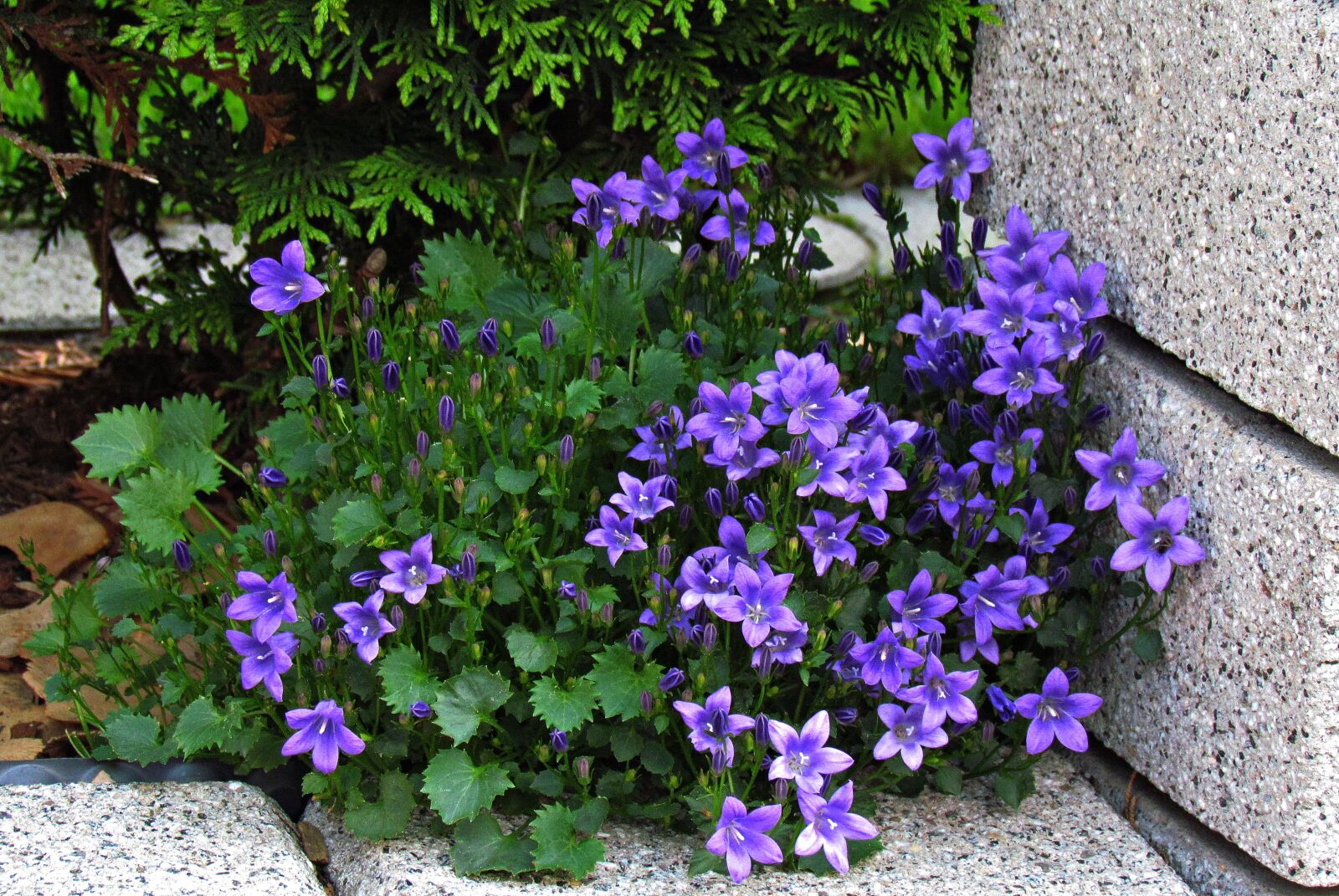 Canon PowerShot SX30 IS sample photo. Flower, spring, nature photography