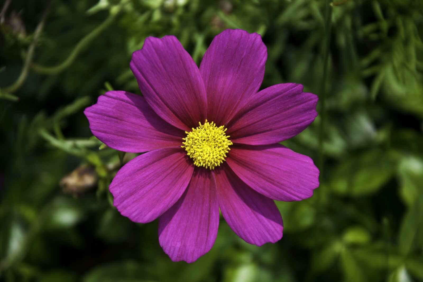 Canon EOS 5D Mark II + Canon EF 28-300mm F3.5-5.6L IS USM sample photo. Flower, purple flower, bloom photography