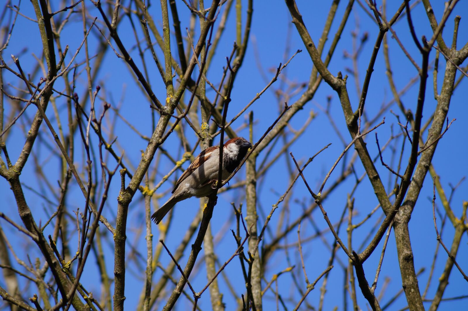Sony SLT-A58 + Sony DT 55-200mm F4-5.6 SAM sample photo. Sparrow, autumn, ave photography