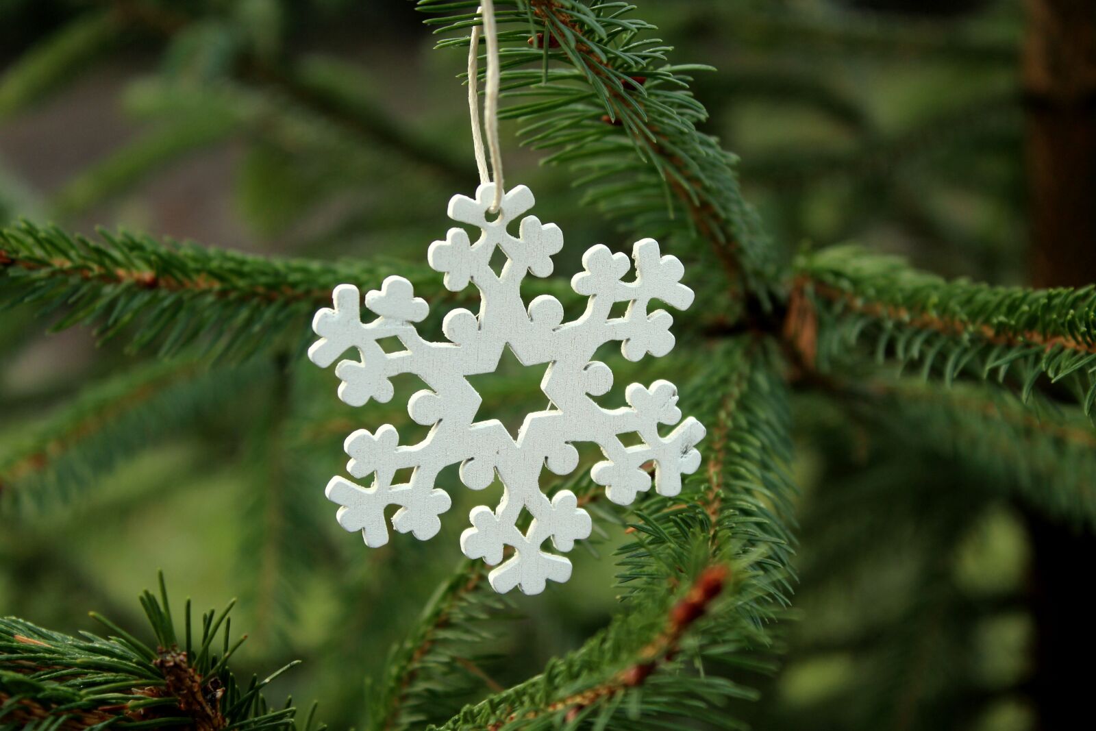 Canon EOS 1200D (EOS Rebel T5 / EOS Kiss X70 / EOS Hi) sample photo. Asterisk, white, spruce photography