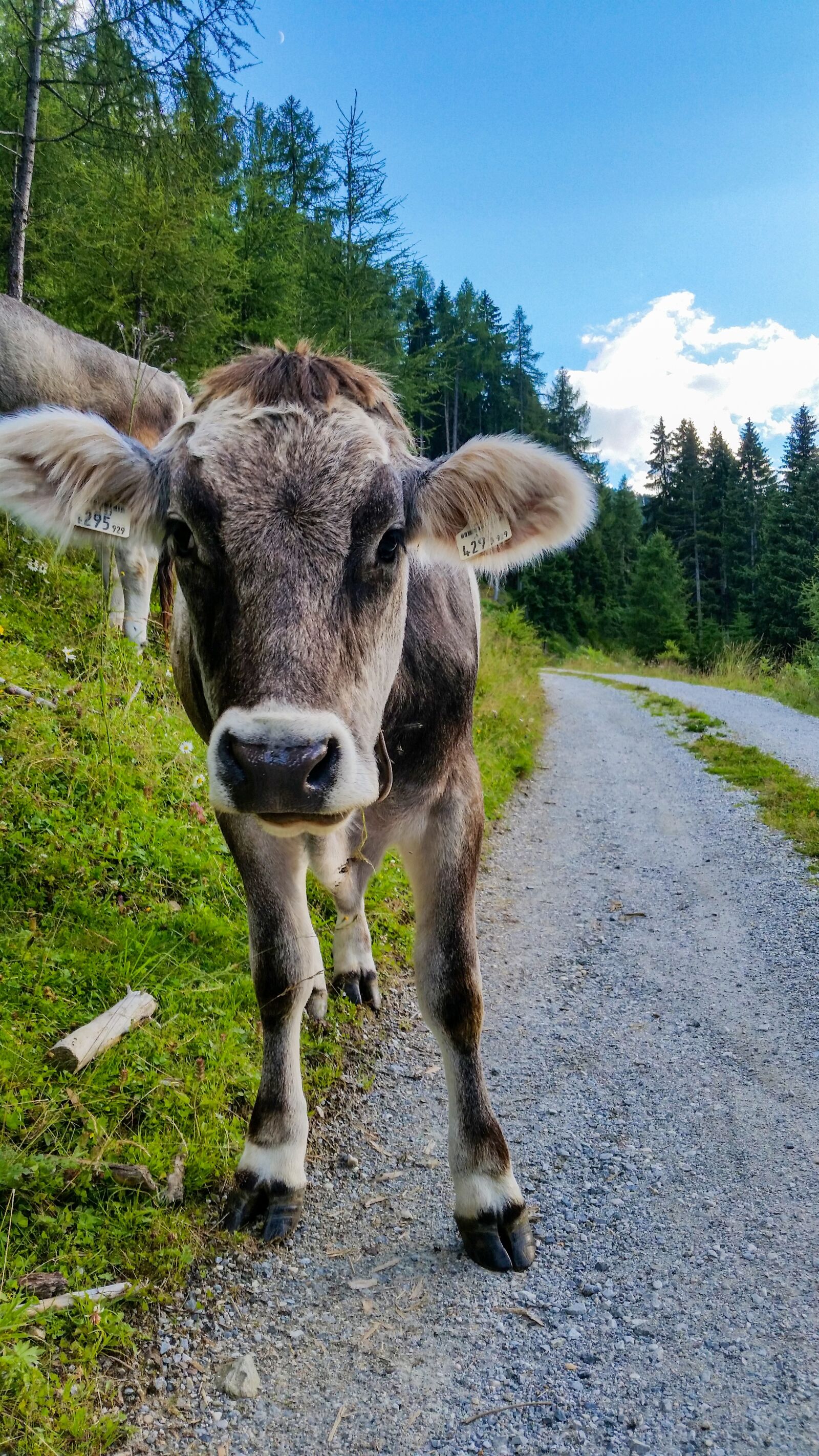 Samsung Galaxy S5 sample photo. Cow, the alps, alpine photography