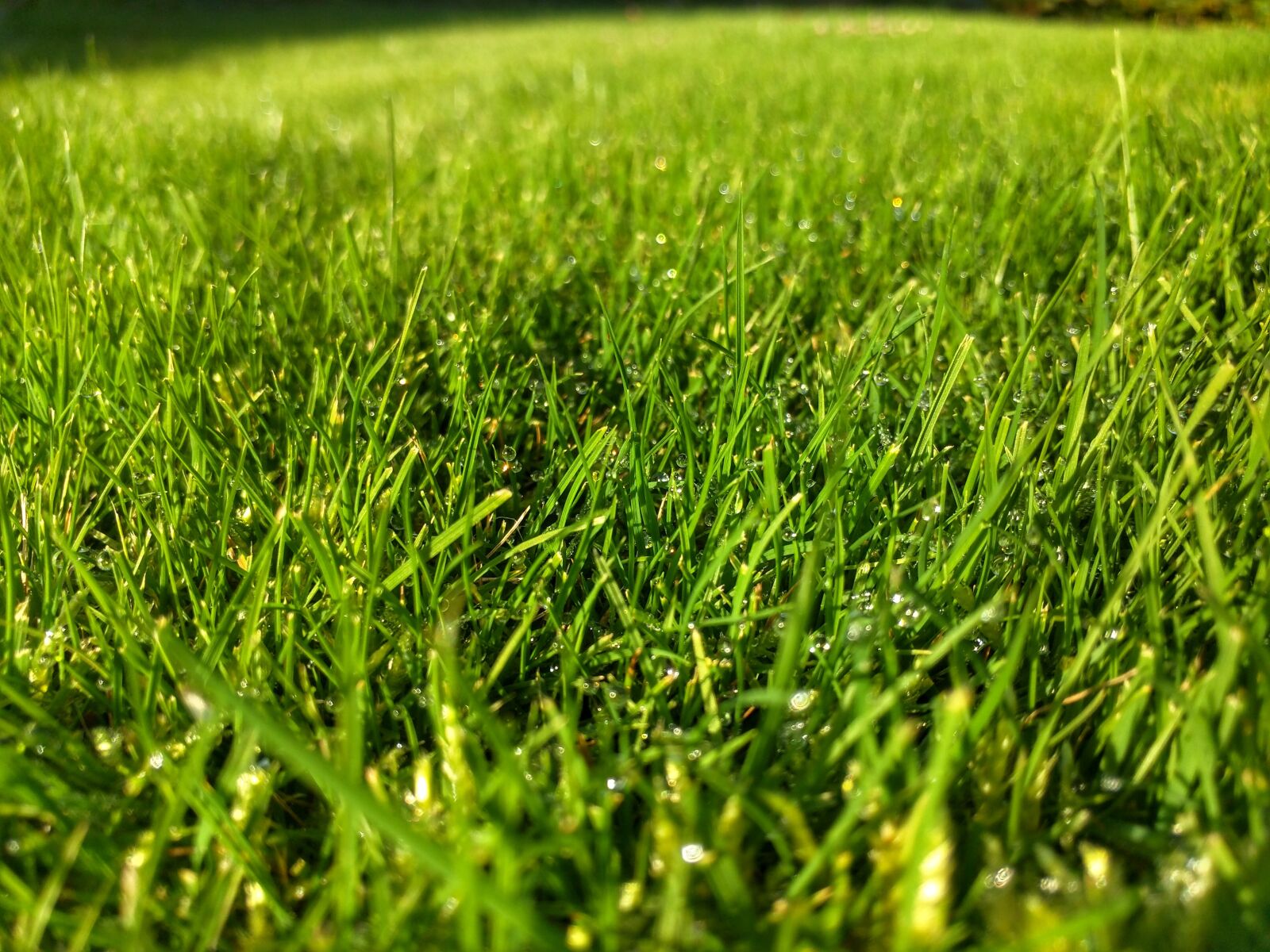 Motorola Nexus 6 sample photo. Grass, green, garden photography