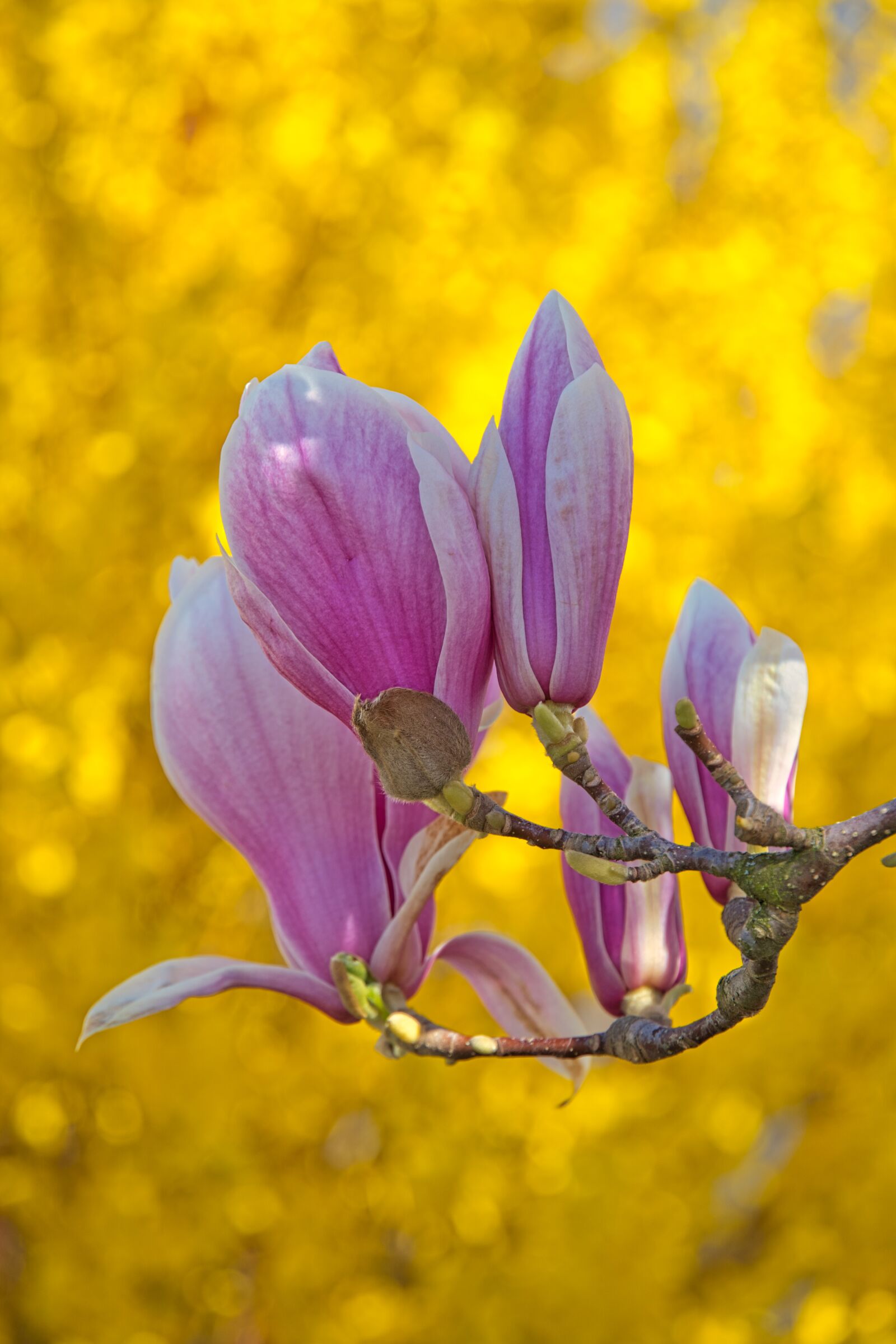 Sony a6400 sample photo. Spring, magnolia, forsythia photography