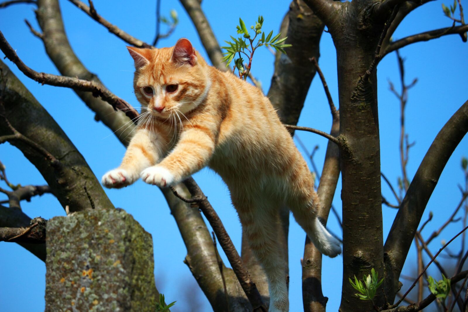 Canon EOS 100D (EOS Rebel SL1 / EOS Kiss X7) sample photo. Cat, kitten, mieze photography