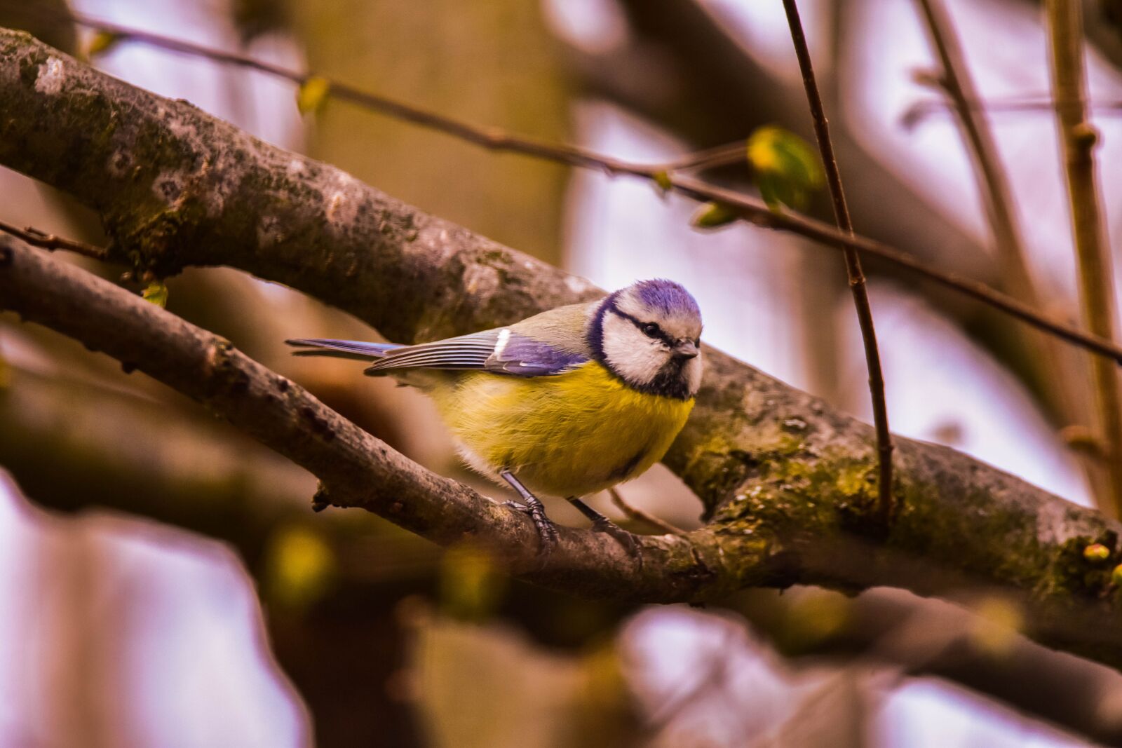 Tamron SP 150-600mm F5-6.3 Di VC USD sample photo. Bird, nature, tit photography