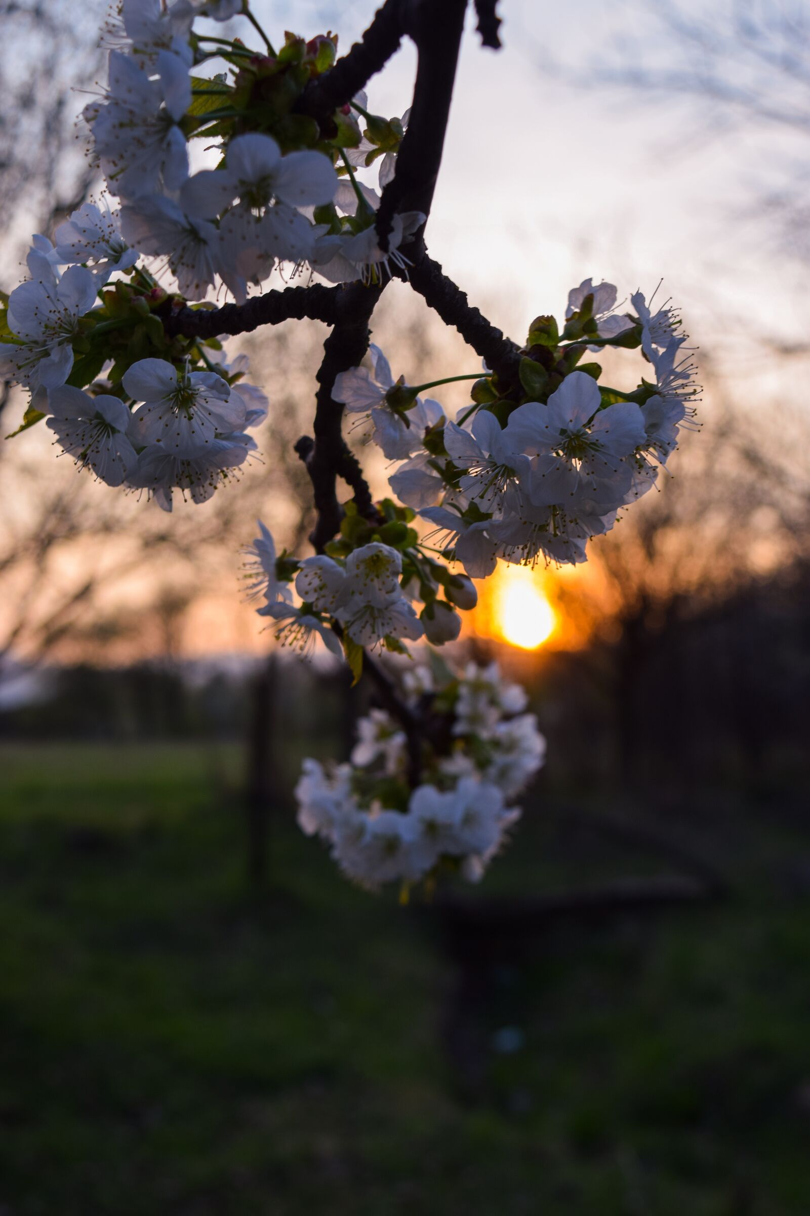 Nikon D5300 sample photo. Flower, sunset, summer photography