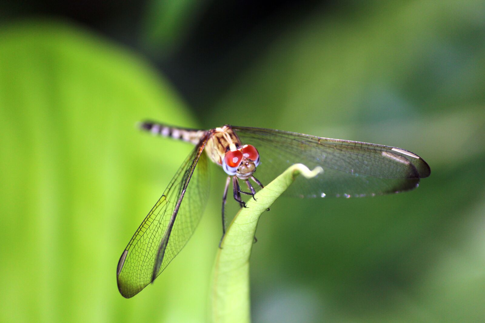 Canon EF-S 55-250mm F4-5.6 IS II sample photo. Dragonfly, garden, red eyes photography