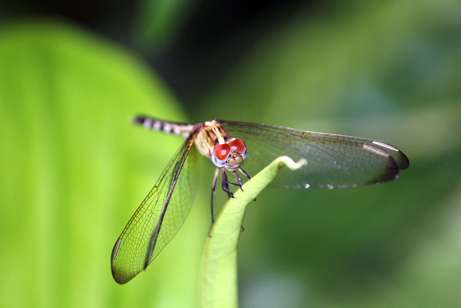 Canon EOS 600D (Rebel EOS T3i / EOS Kiss X5) sample photo. Dragonfly, garden, red eyes photography