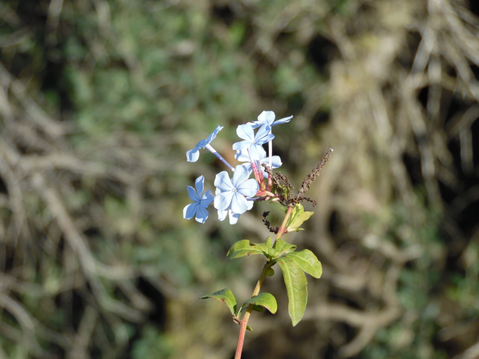 Samsung WB1100F/WB1101F/WB1102F sample photo
