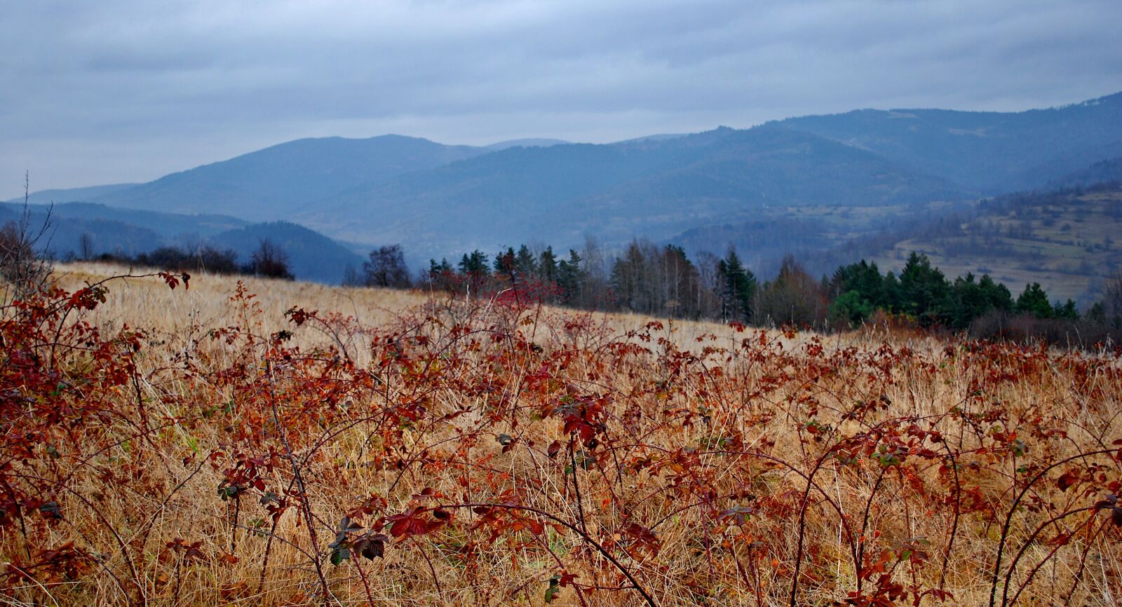Nikon D80 sample photo. View, landscape, blackberries photography
