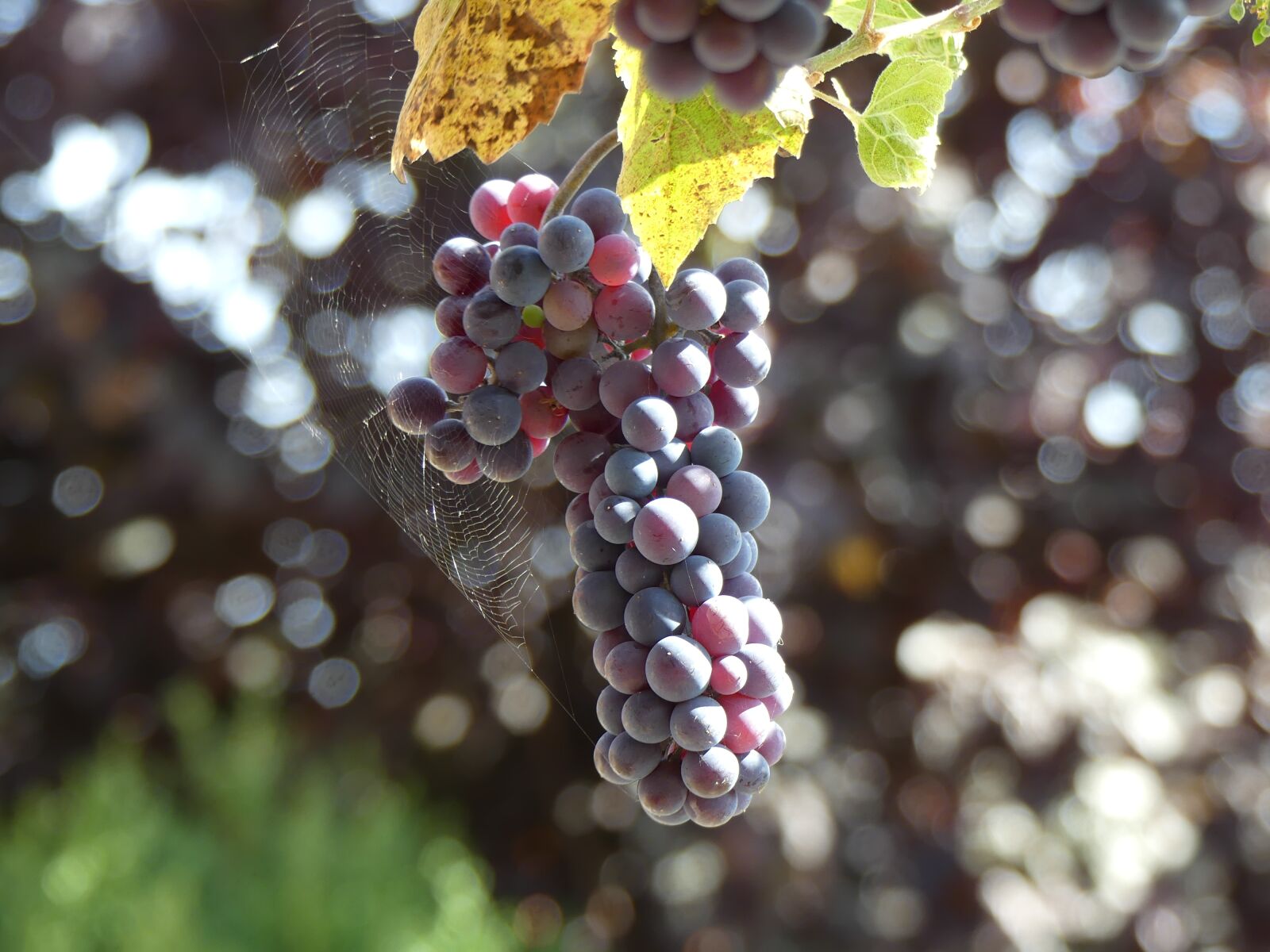 Panasonic Lumix DMC-FZ300 sample photo. Grape, blue, fruit photography