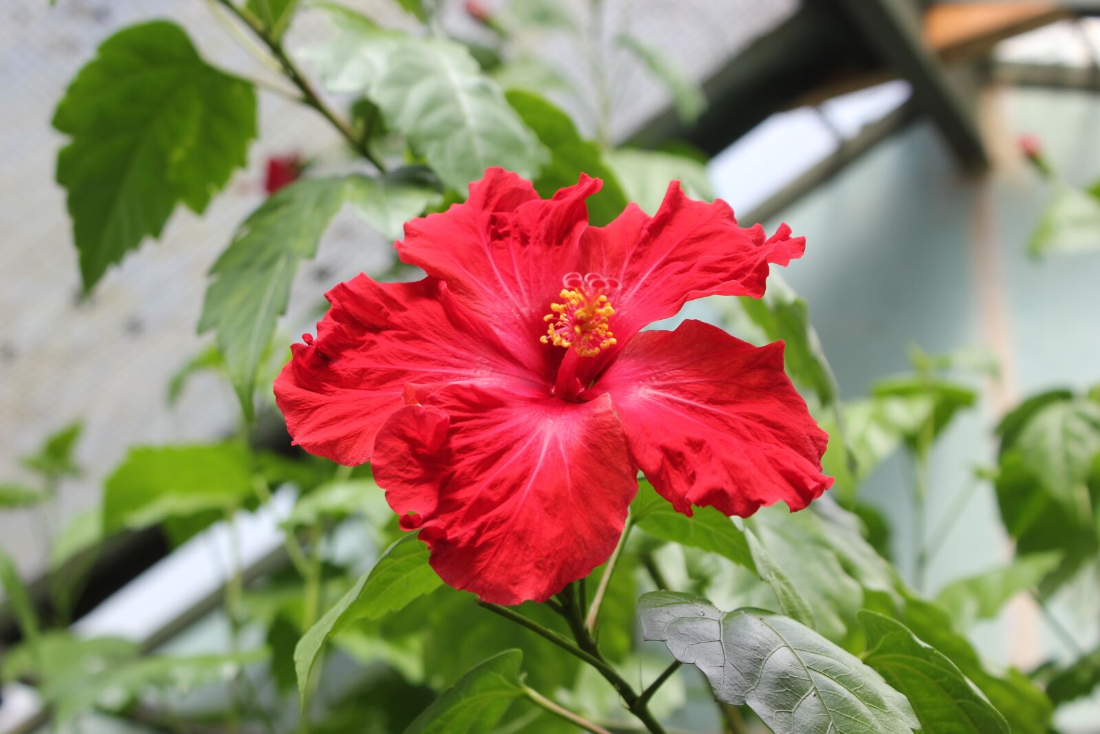 Canon EOS 550D (EOS Rebel T2i / EOS Kiss X4) sample photo. Flora, nature, flower photography