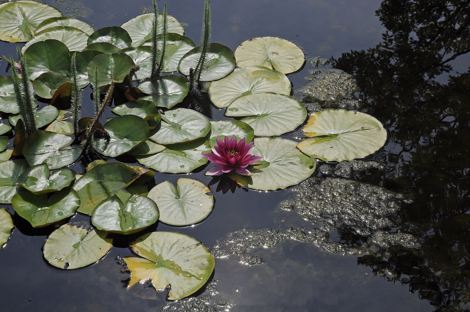 Nikon D90 sample photo. Water lily, water, pond photography