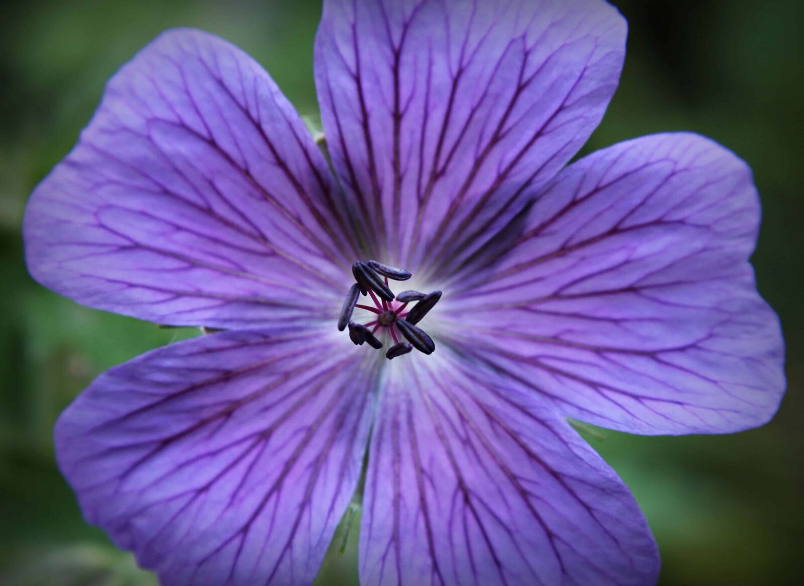 Canon EOS 550D (EOS Rebel T2i / EOS Kiss X4) sample photo. Summer, vegetation, garden, flower photography