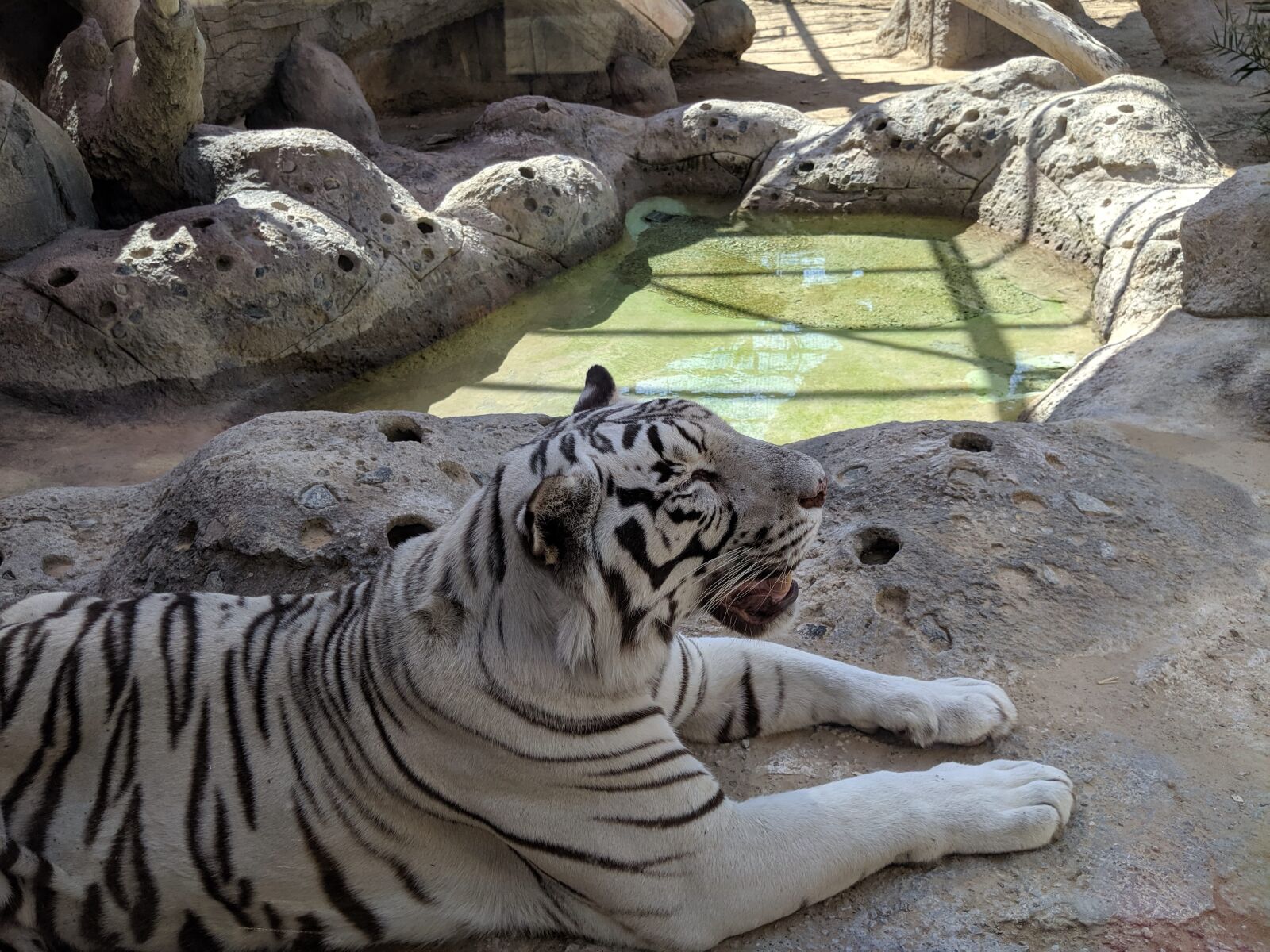 Google Pixel 3a XL sample photo. White, tiger, zoo photography