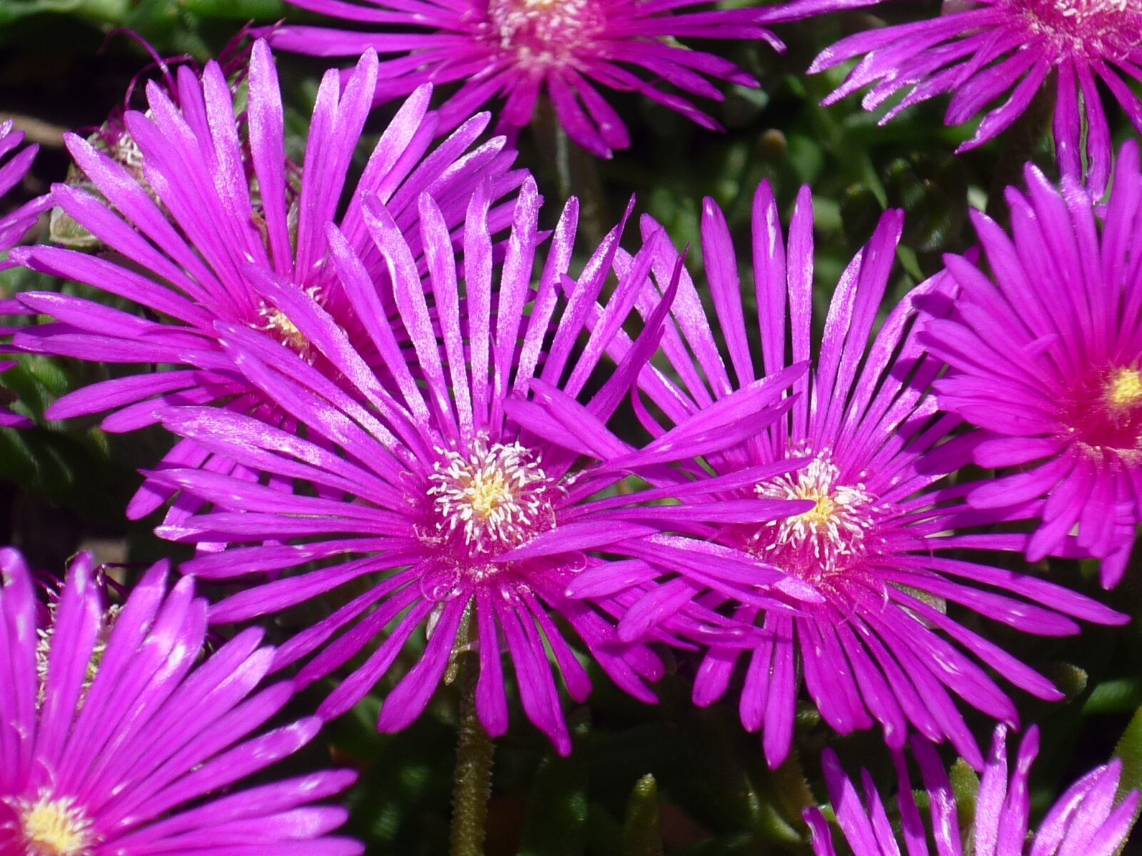 Panasonic Lumix DMC-FS6 sample photo. Midday flowers, flowers and photography
