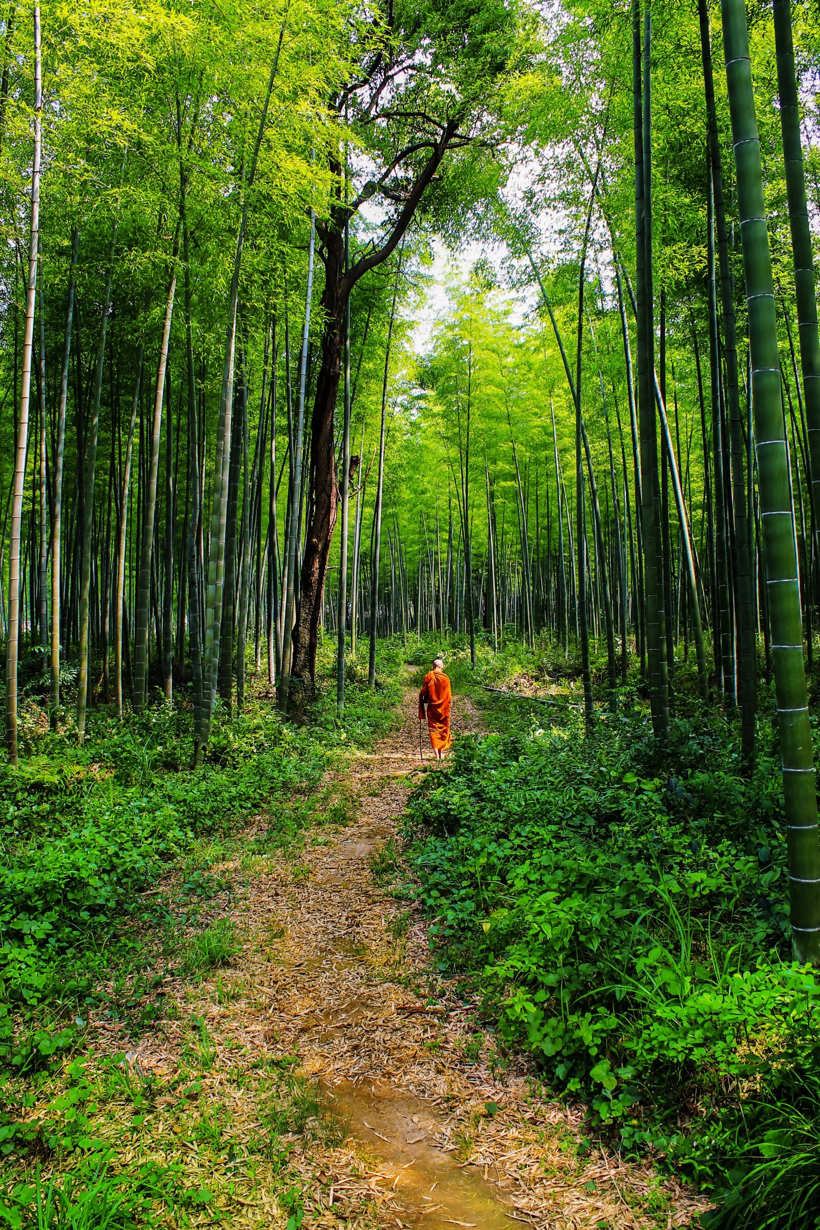 Canon EOS 1100D (EOS Rebel T3 / EOS Kiss X50) sample photo. Theravada buddhism, monk in photography