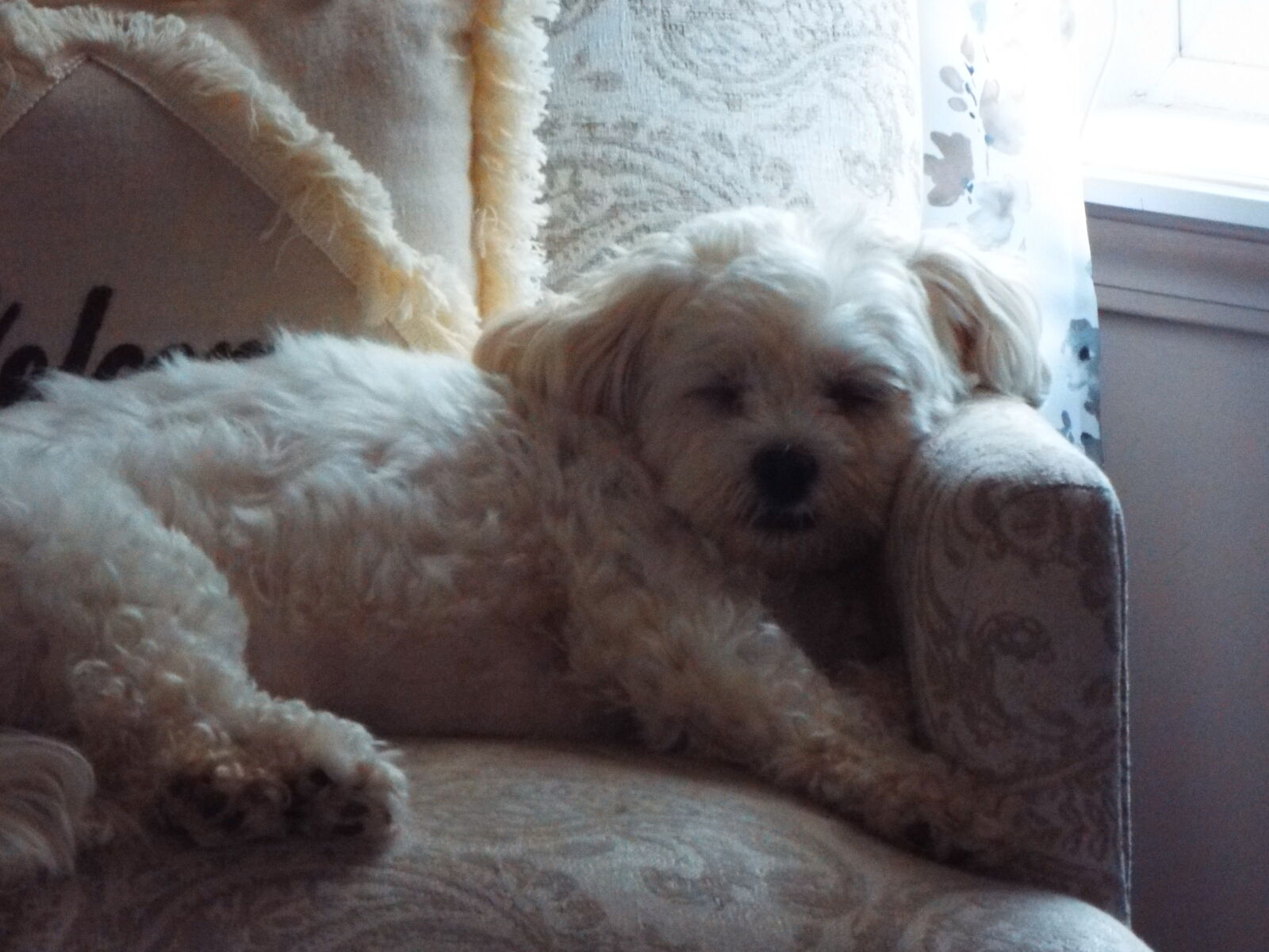 Fujifilm FinePix S8200 sample photo. Cali napping unedited photography
