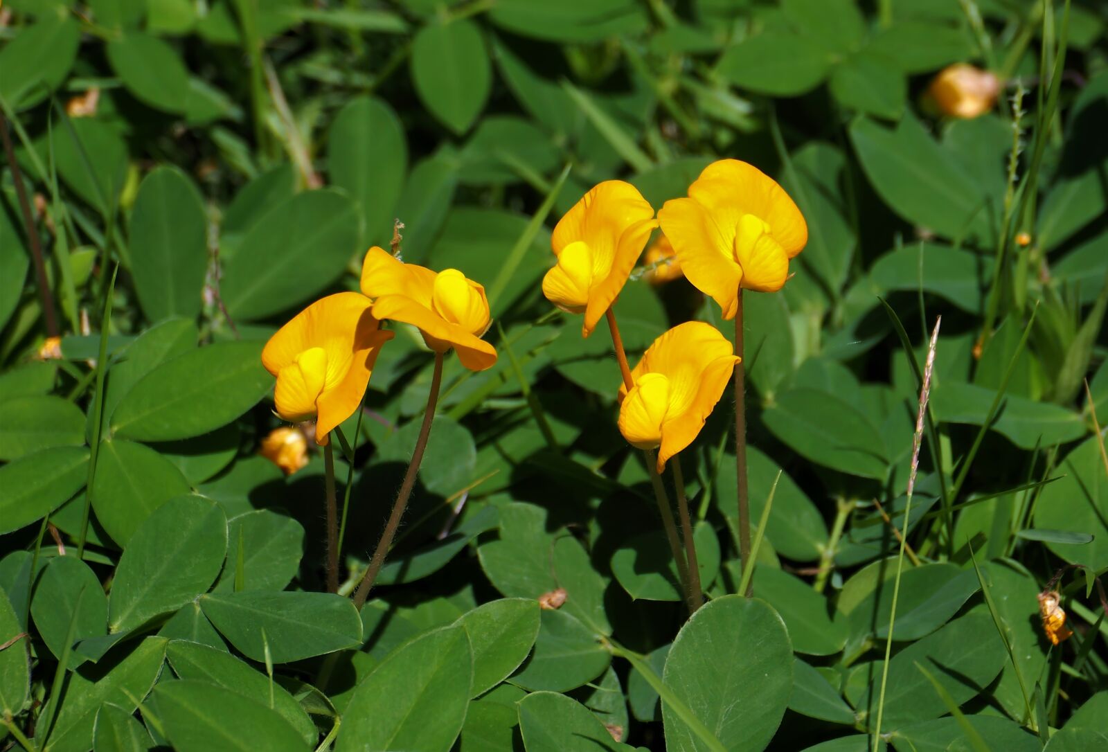 Маленькие желтые четырехлистные цветы