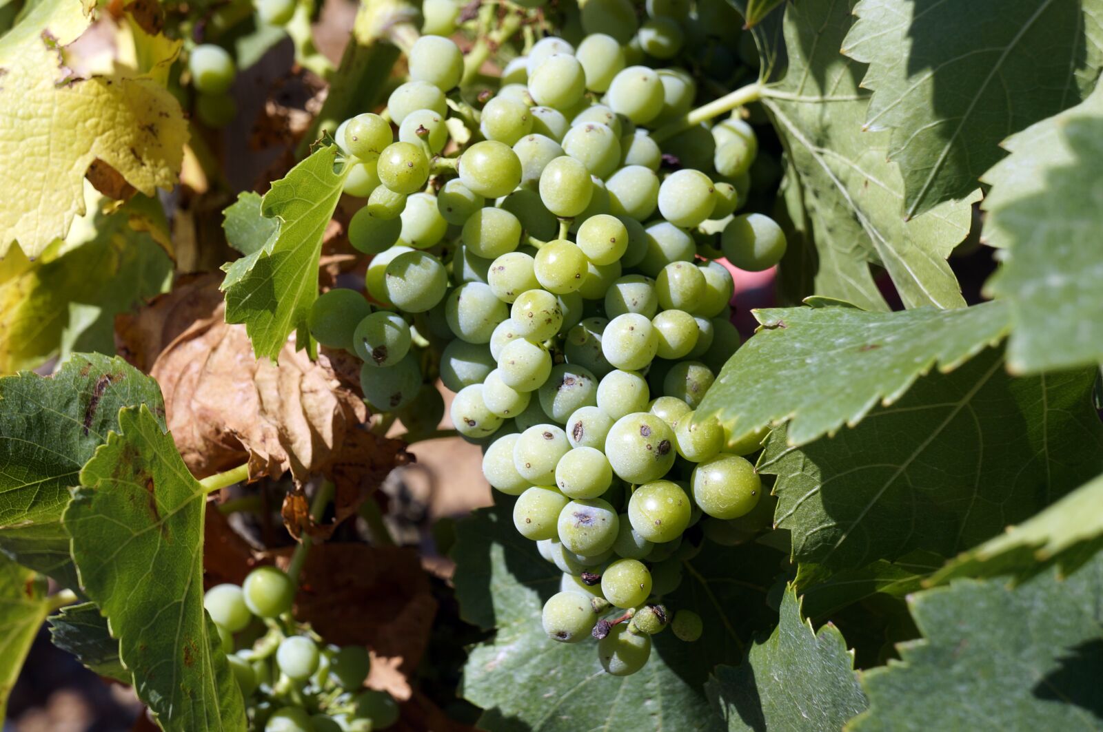 Sony Alpha NEX-6 sample photo. Wine, grapes, vineyard photography