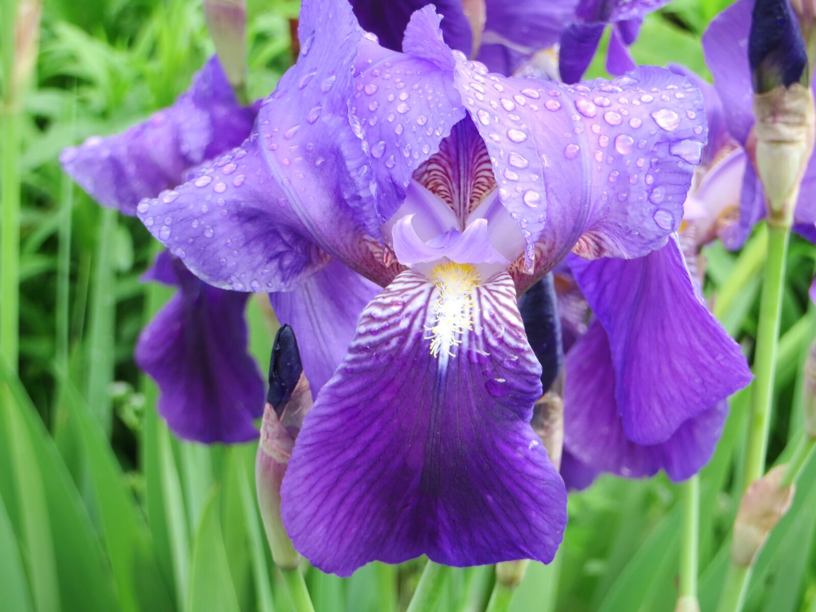 Canon PowerShot SX270 HS sample photo. Iris, iris bearded, flower photography
