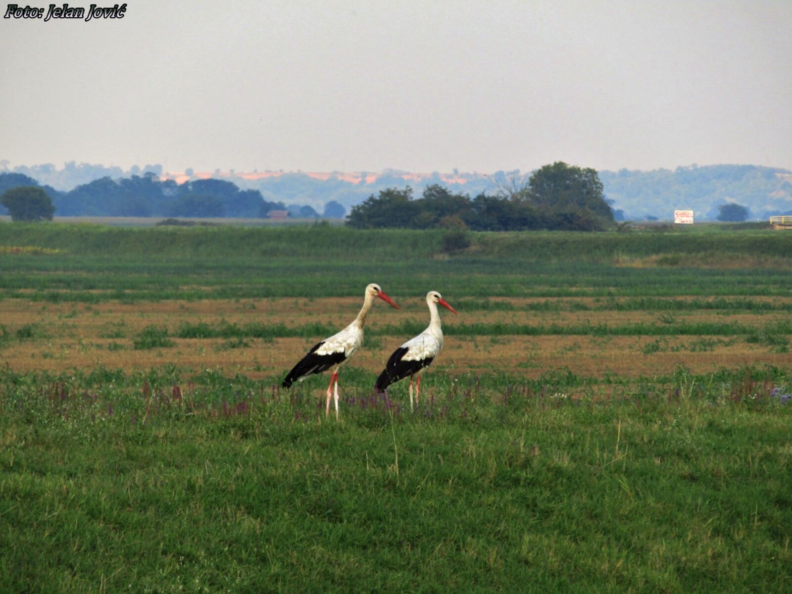 Canon POWERSHOT SX430 IS sample photo. Stork, nature, rode photography