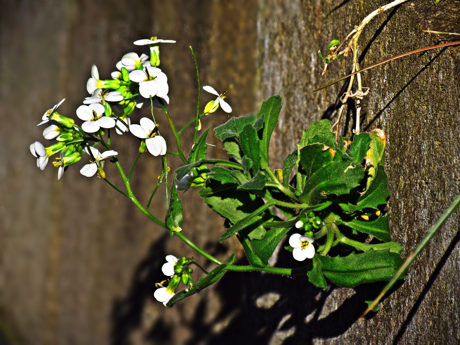 Canon PowerShot SX30 IS sample photo. Plant, flowers, the beasts photography