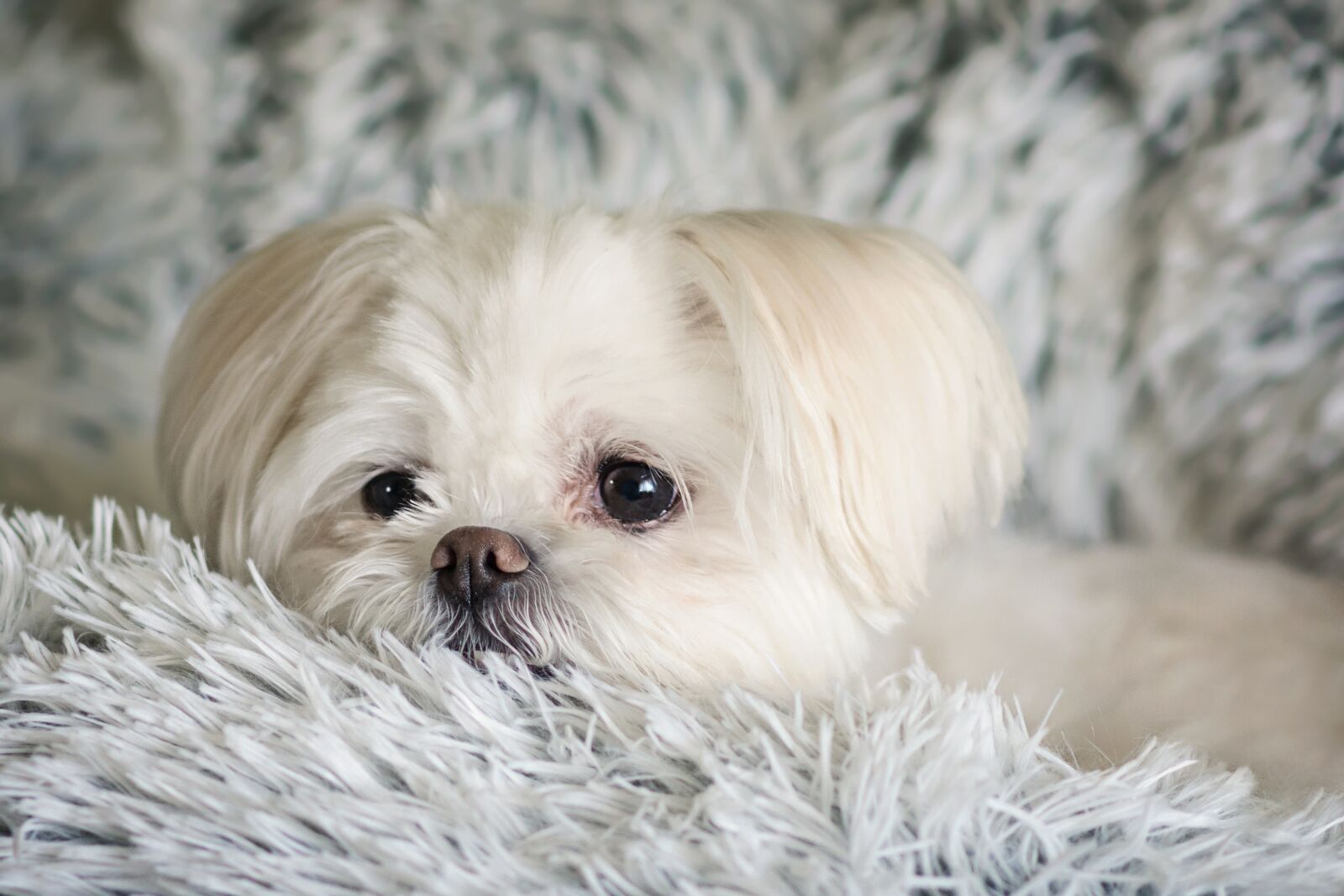 Nikon D7200 sample photo. Cute, little, animal photography
