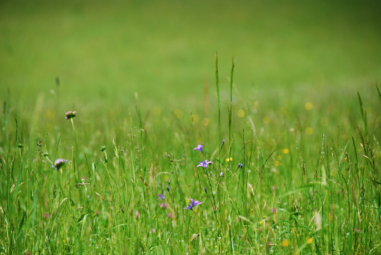 Nikon D80 sample photo. Flower meadow, grasses, grass photography