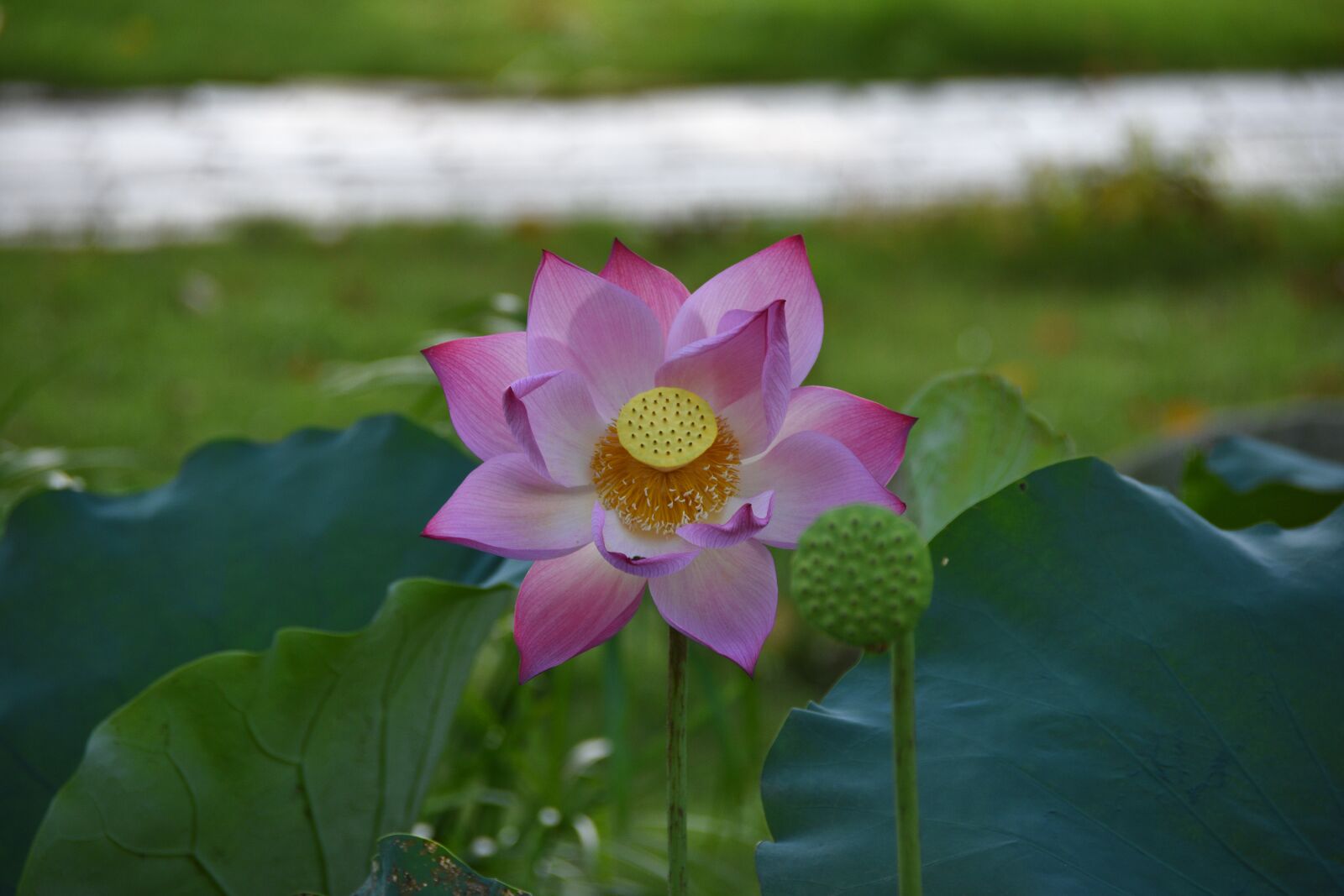 Nikon D7200 sample photo. Lotus, pink, bloom photography