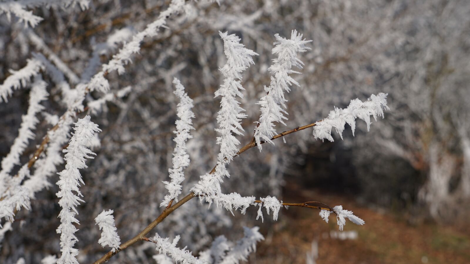 Sony E 55-210mm F4.5-6.3 OSS sample photo. Winter, eiskristalle, frozen photography